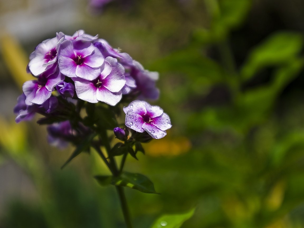 Обои цветение, цветок, лепестки, фиолетовый, размытость, флоксы, флокс, flowering, flower, petals, purple, blur, phlox разрешение 3008x2008 Загрузить