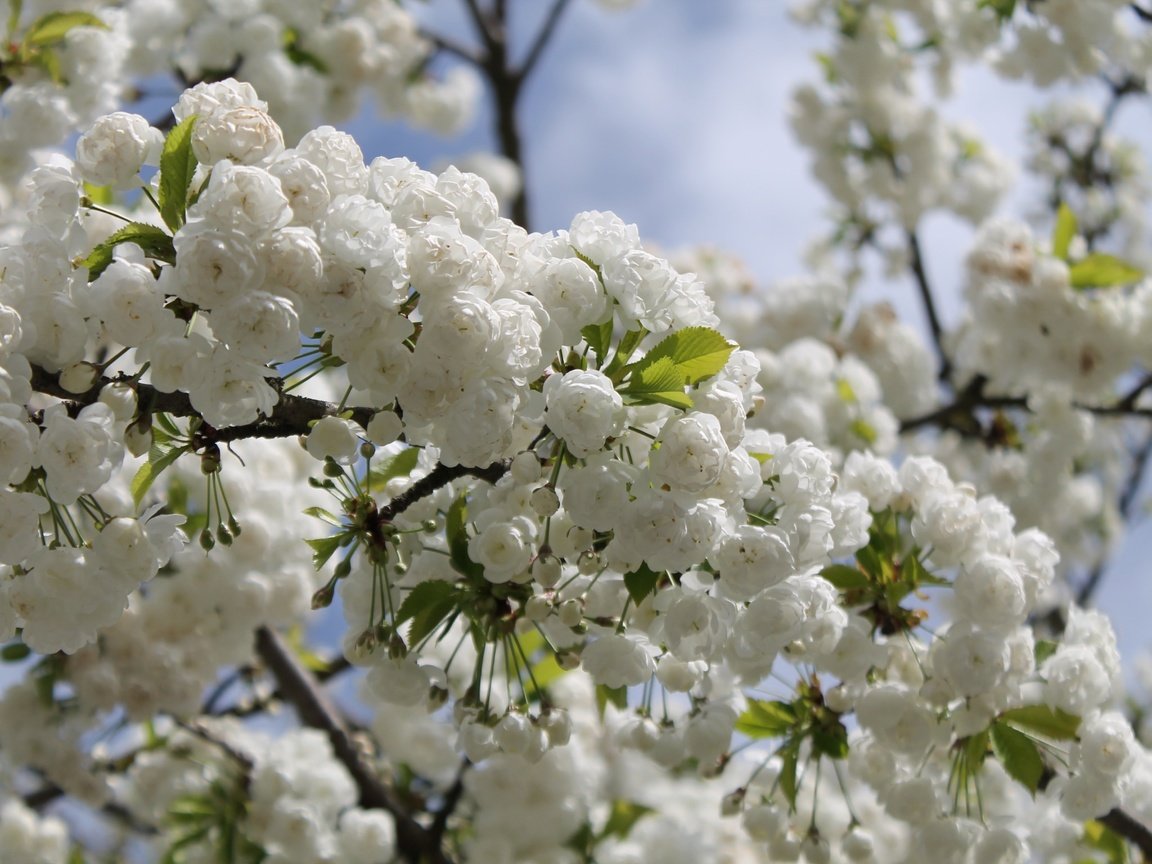 Обои небо, природа, дерево, цветение, ветки, весна, вишня, the sky, nature, tree, flowering, branches, spring, cherry разрешение 4272x2848 Загрузить