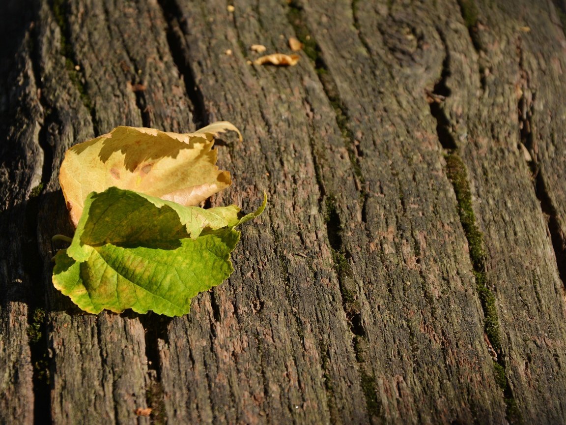 Обои природа, листья, листва, осень, nature, leaves, foliage, autumn разрешение 5495x3590 Загрузить