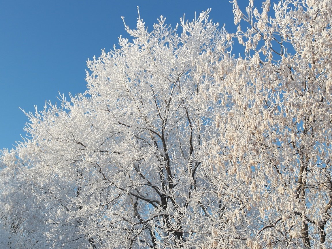 Обои небо, снег, природа, дерево, зима, ветки, мороз, иней, the sky, snow, nature, tree, winter, branches, frost разрешение 5472x3080 Загрузить