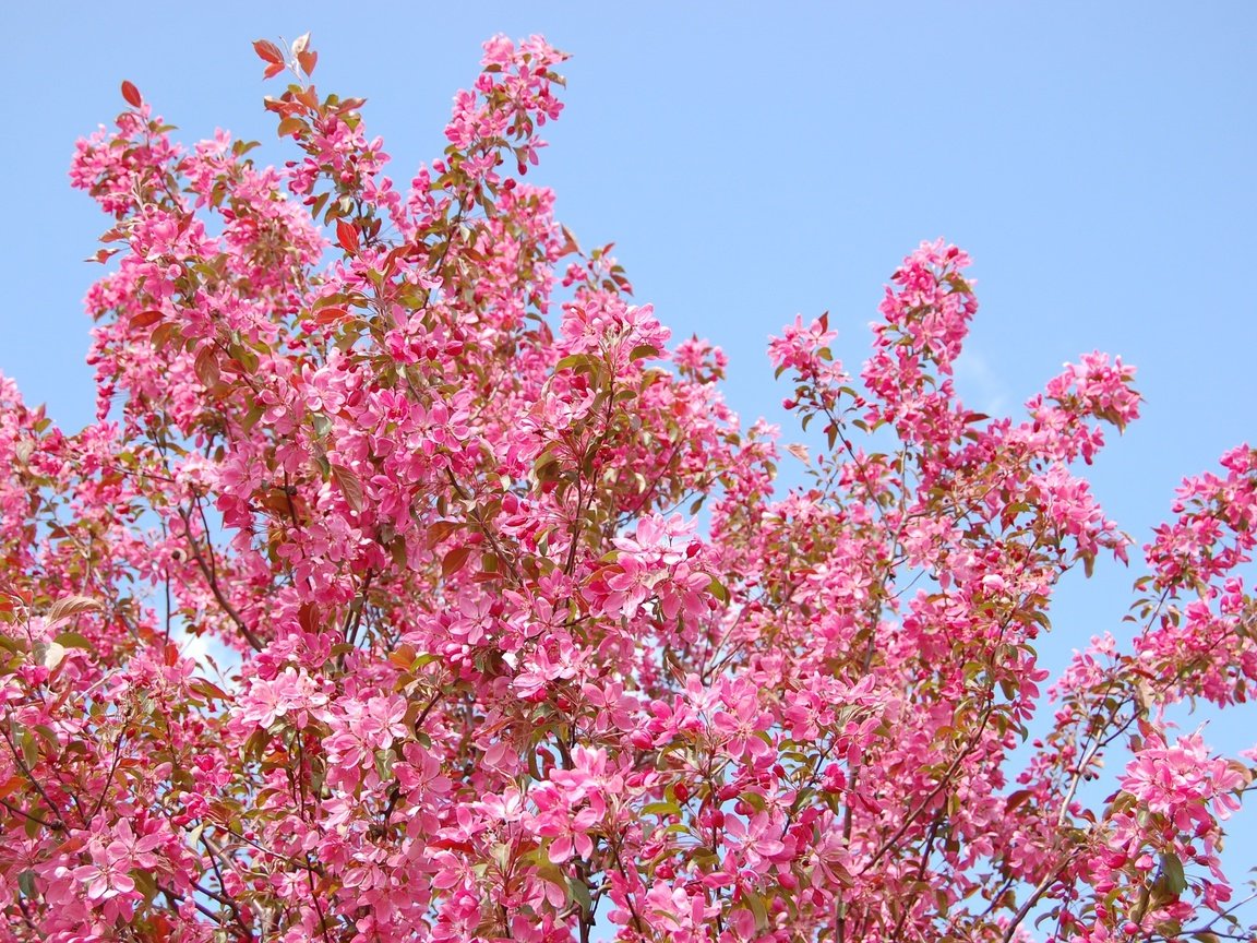 Обои небо, цветы, природа, дерево, цветение, ветки, весна, the sky, flowers, nature, tree, flowering, branches, spring разрешение 3008x2000 Загрузить