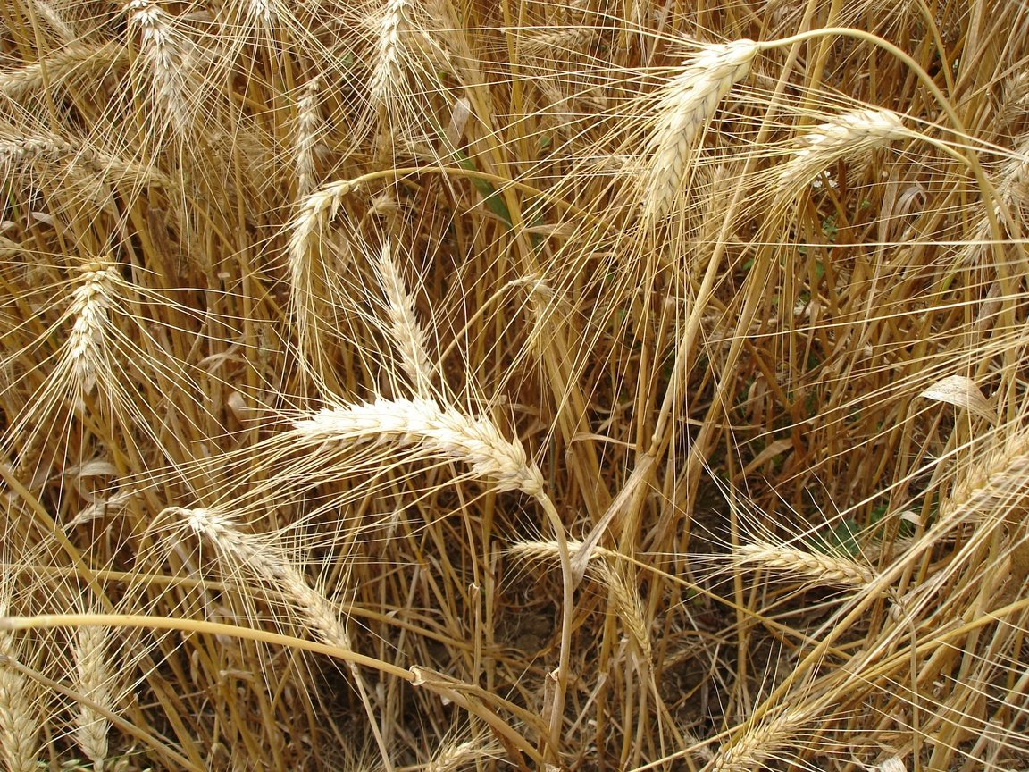 Обои природа, поле, колосья, пшеница, урожай, рожь, nature, field, ears, wheat, harvest, rye разрешение 2592x1944 Загрузить
