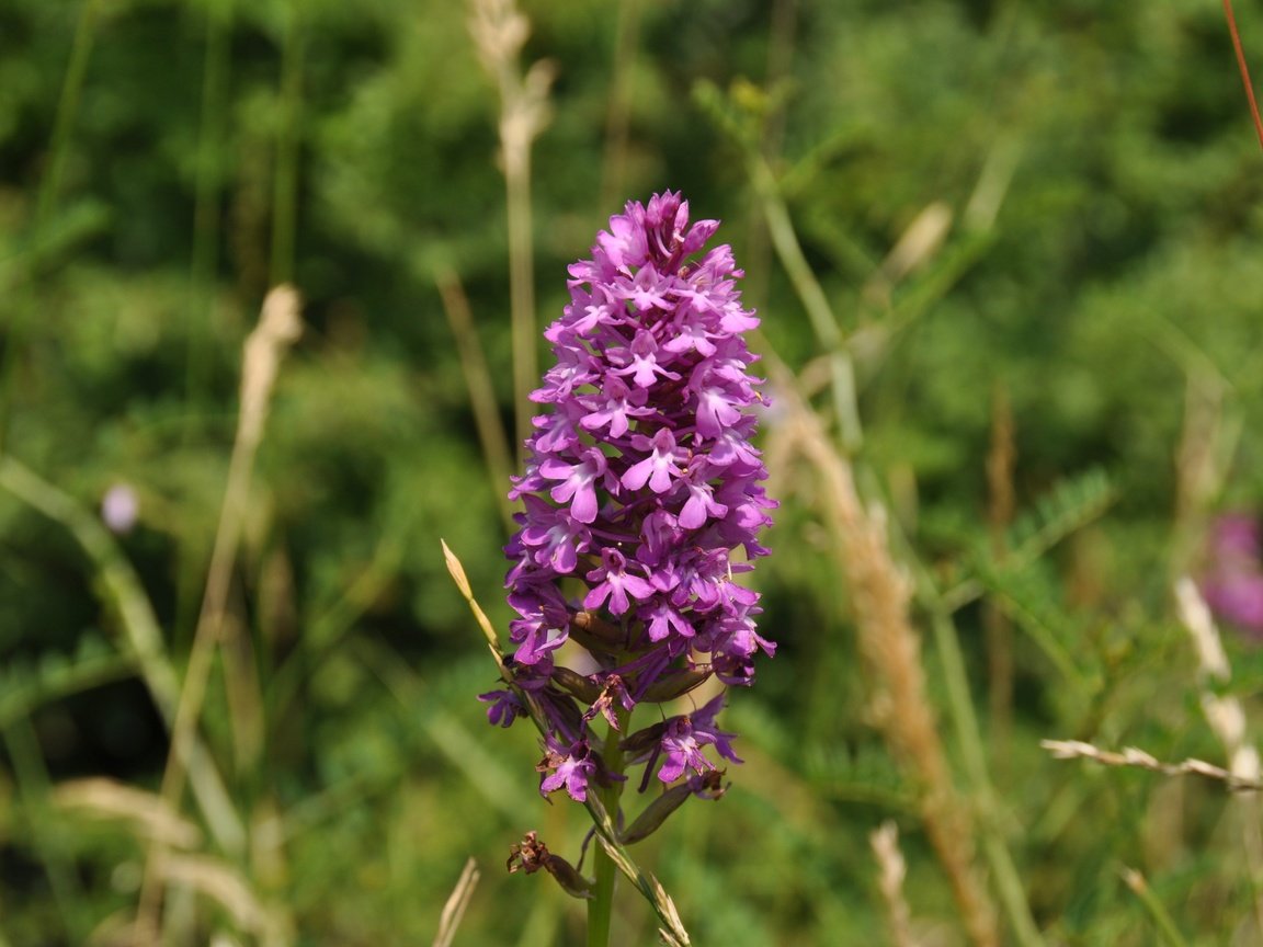 Обои природа, цветок, orchis laxiflora, болотные, ятрышник, nature, flower, marsh, orchis разрешение 4288x2848 Загрузить