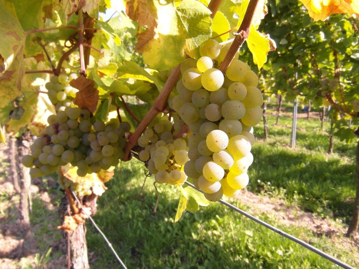 Обои виноград, фрукты, растение, кустарник, виноградная лоза, виноградник, grapes, fruit, plant, shrub, vine, vineyard разрешение 4096x3072 Загрузить