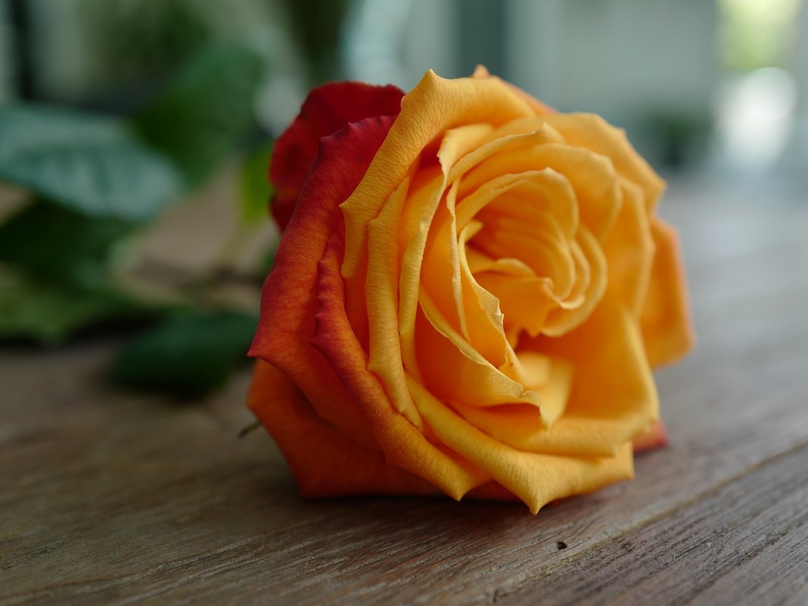 Обои цветок, роза, лепестки, бутон, деревянная поверхность, flower, rose, petals, bud, wooden surface разрешение 4800x3200 Загрузить