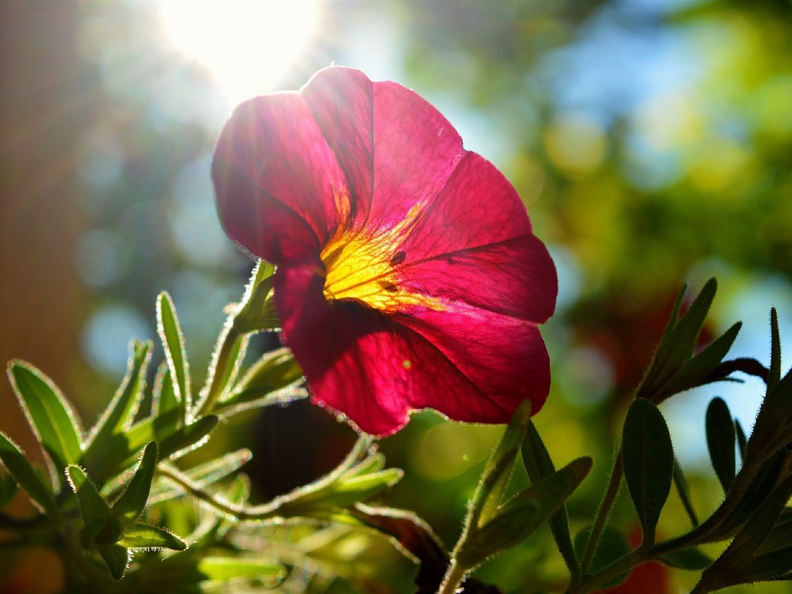 Обои листья, цветок, лепестки, солнечные лучи, мальва, leaves, flower, petals, the sun's rays, mallow разрешение 3000x1864 Загрузить