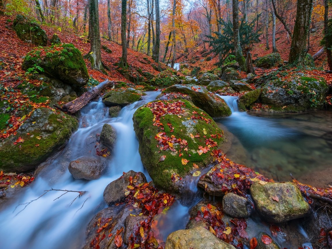 Обои деревья, камни, лес, листья, осень, россия, крым, ручьи, trees, stones, forest, leaves, autumn, russia, crimea, streams разрешение 1920x1280 Загрузить