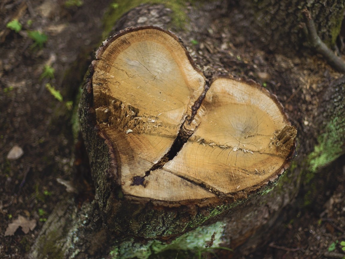 Обои природа, дерево, фон, сердце, пень, пенек, nature, tree, background, heart, stump разрешение 2048x1365 Загрузить