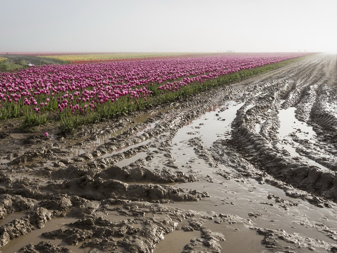 Обои цветы, грязь, поле, тюльпаны, плантация, flowers, dirt, field, tulips, plantation разрешение 2048x1105 Загрузить