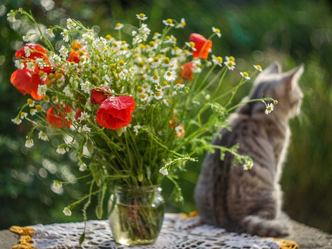 Обои цветы, кот, кошка, стол, маки, ромашки, букет, flowers, cat, table, maki, chamomile, bouquet разрешение 1920x1271 Загрузить