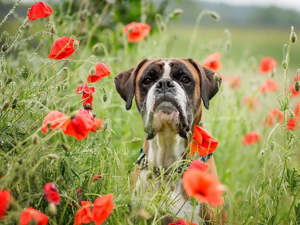 Обои морда, цветы, лето, взгляд, собака, маки, боксер, face, flowers, summer, look, dog, maki, boxer разрешение 1981x1100 Загрузить