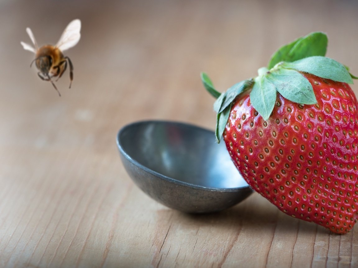 Обои макро, насекомое, фон, клубника, стол, ягоды, пчела, половник, macro, insect, background, strawberry, table, berries, bee, ladle разрешение 2000x1125 Загрузить