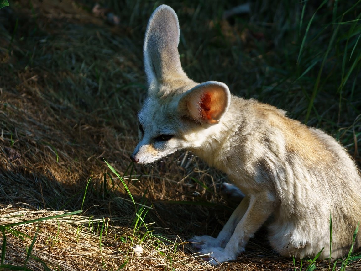 Обои морда, трава, природа, лиса, фенек, лисица, уши, face, grass, nature, fox, fenech, ears разрешение 2048x1152 Загрузить