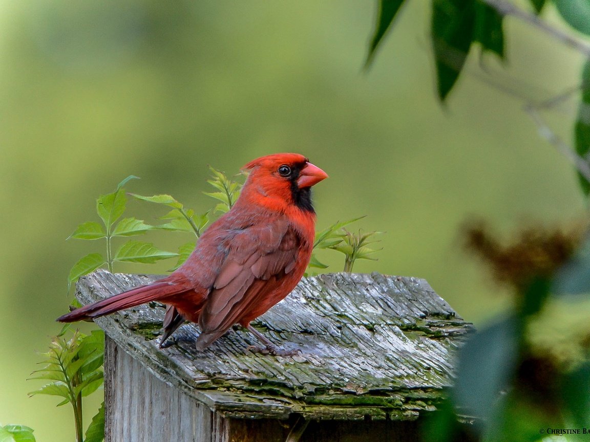 Обои природа, птица, клюв, оперение, кардинал, nature, bird, beak, tail, cardinal разрешение 2343x1626 Загрузить