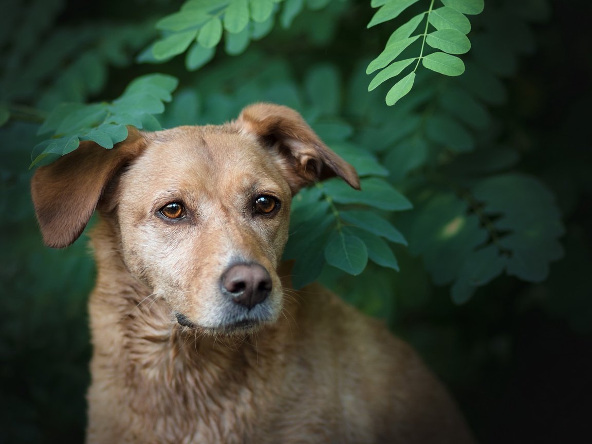 Обои природа, зелень, ветки, собака, друг, лабрадор, боке, nature, greens, branches, dog, each, labrador, bokeh разрешение 2560x1564 Загрузить