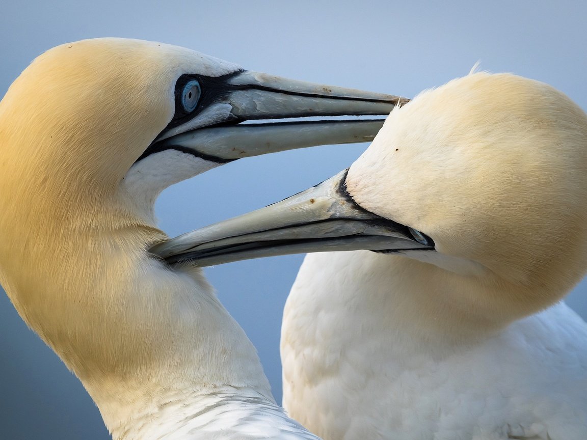 Обои птицы, птица, клюв, олуша, северная олуша, birds, bird, beak, gannet, the northern gannet разрешение 2048x1299 Загрузить