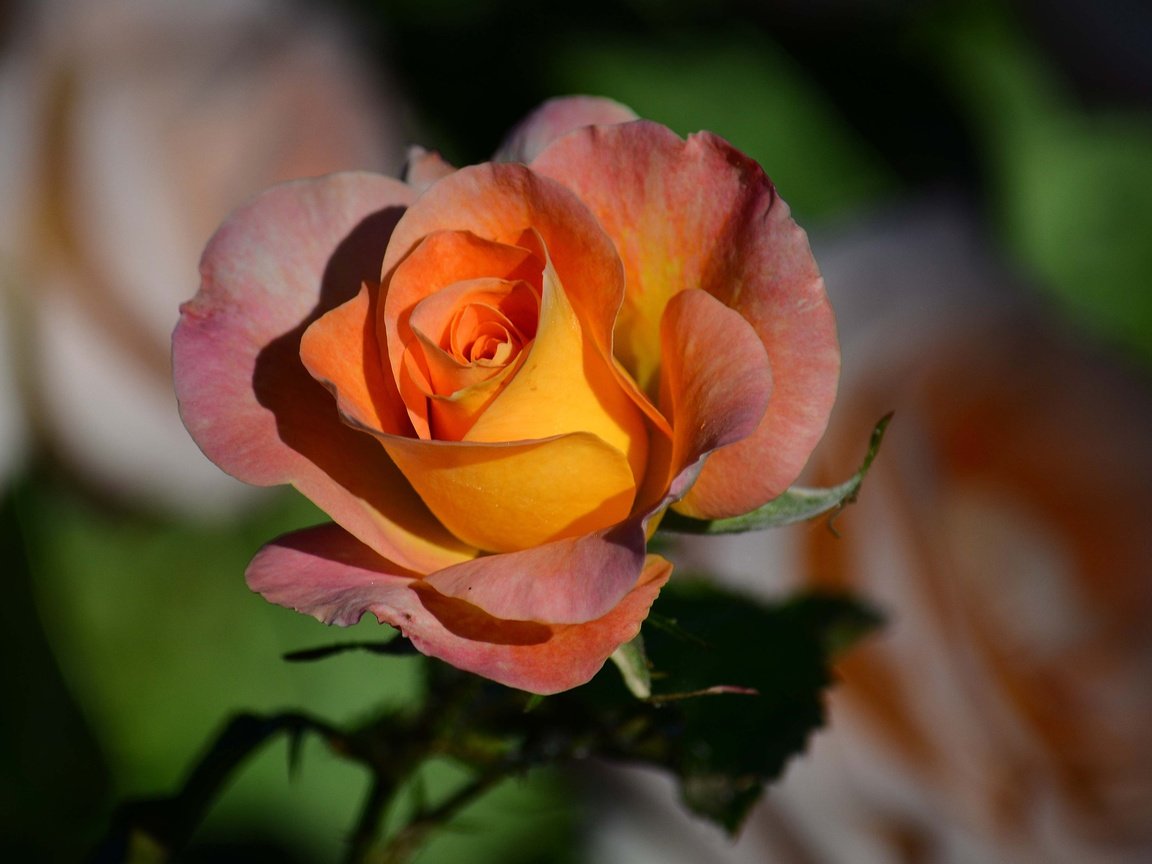 Обои цветок, роза, лепестки, бутон, боке, flower, rose, petals, bud, bokeh разрешение 3600x2400 Загрузить