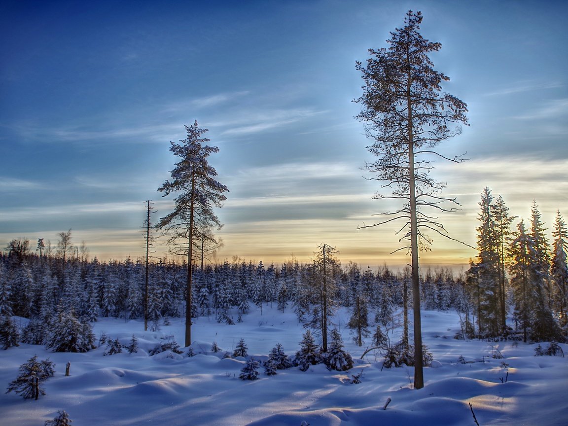 Обои небо, деревья, снег, лес, зима, финляндия, the sky, trees, snow, forest, winter, finland разрешение 6000x4004 Загрузить