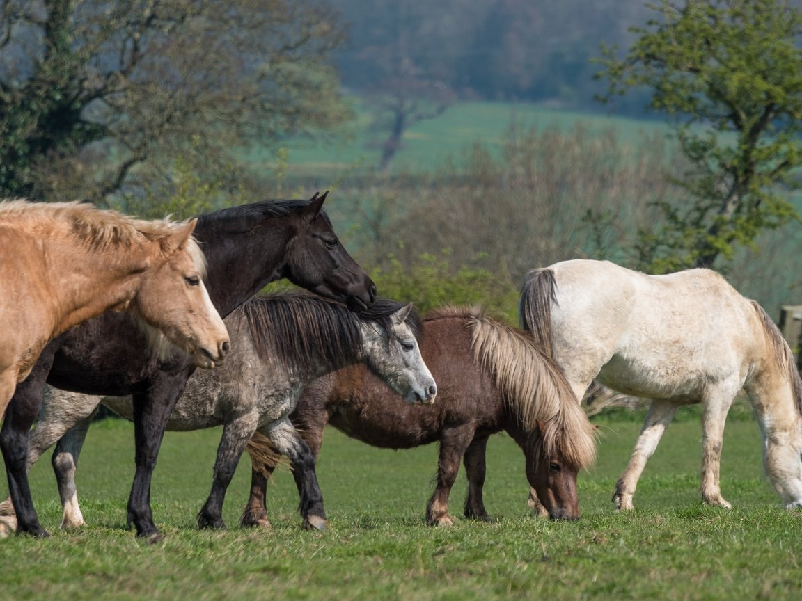 Обои трава, пони, деревья, природа, зелень, луг, лошади, кони, пастбище, grass, pony, trees, nature, greens, meadow, horse, horses, pasture разрешение 6016x3384 Загрузить