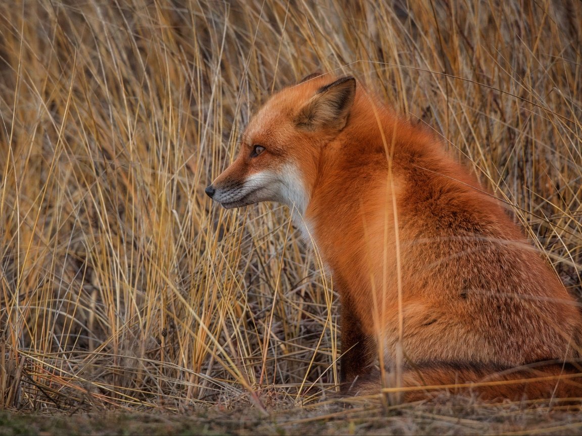 Обои трава, поле, осень, рыжая, лиса, сидит, лисица, животное, grass, field, autumn, red, fox, sitting, animal разрешение 4905x2759 Загрузить