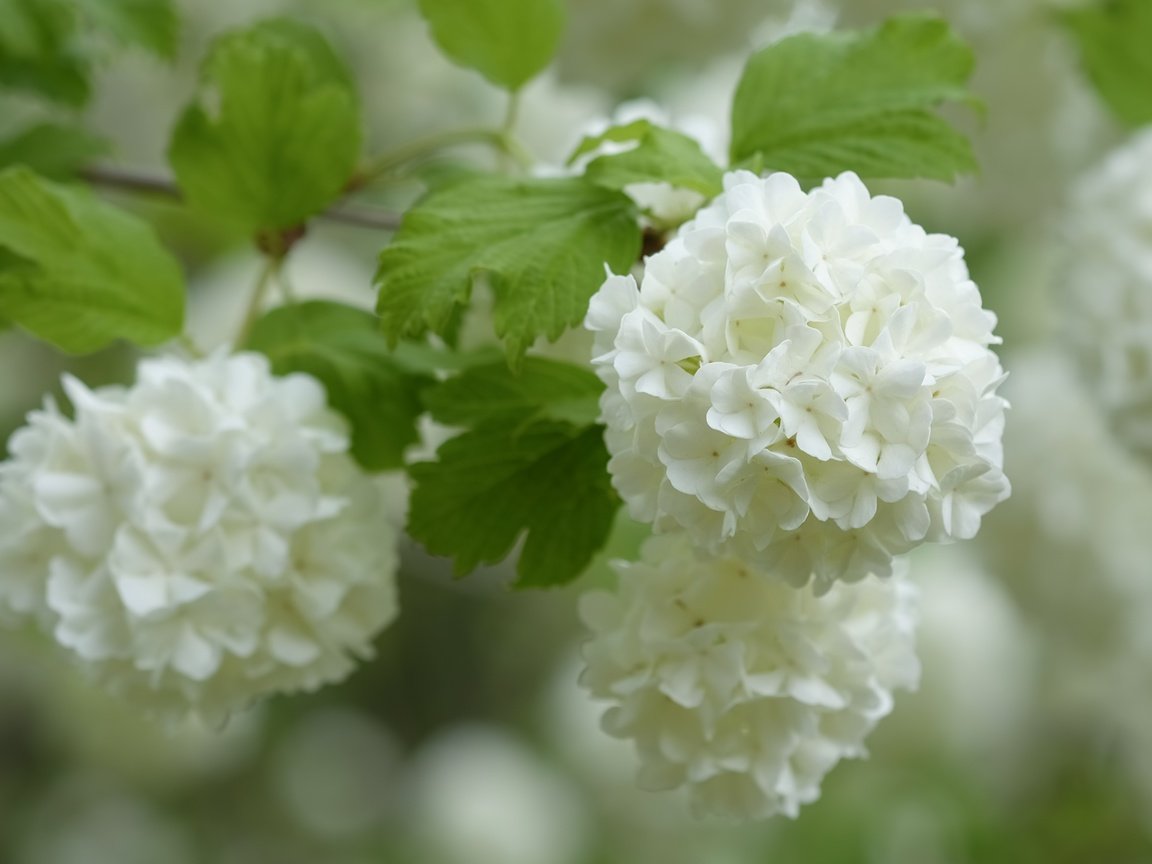 Обои ветка, макро, соцветия, белая, боке, гортензия, branch, macro, inflorescence, white, bokeh, hydrangea разрешение 4896x3264 Загрузить