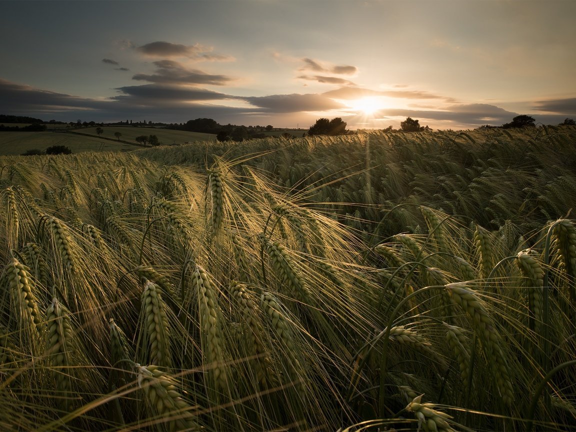 Обои закат, лето, колосья, пшеница, sunset, summer, ears, wheat разрешение 2048x1367 Загрузить