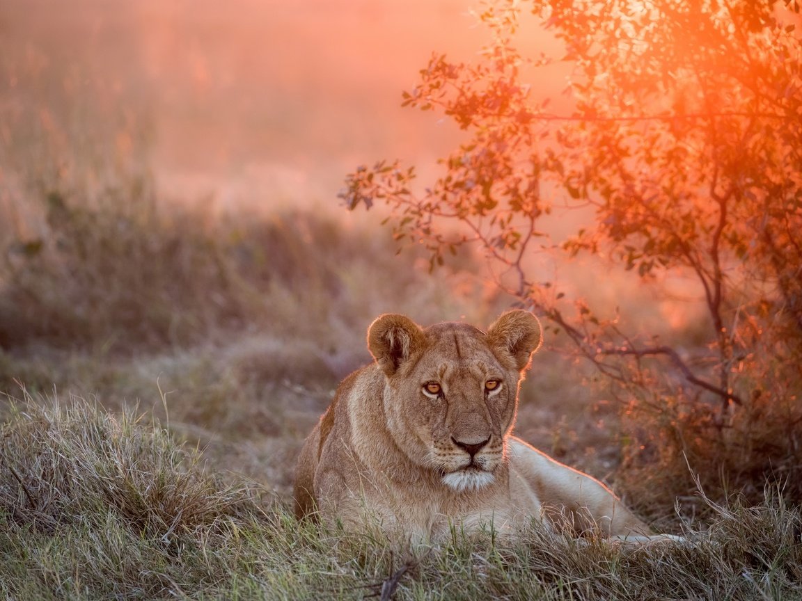 Обои морда, закат, взгляд, большая кошка, лев, львица, face, sunset, look, big cat, leo, lioness разрешение 2500x1667 Загрузить