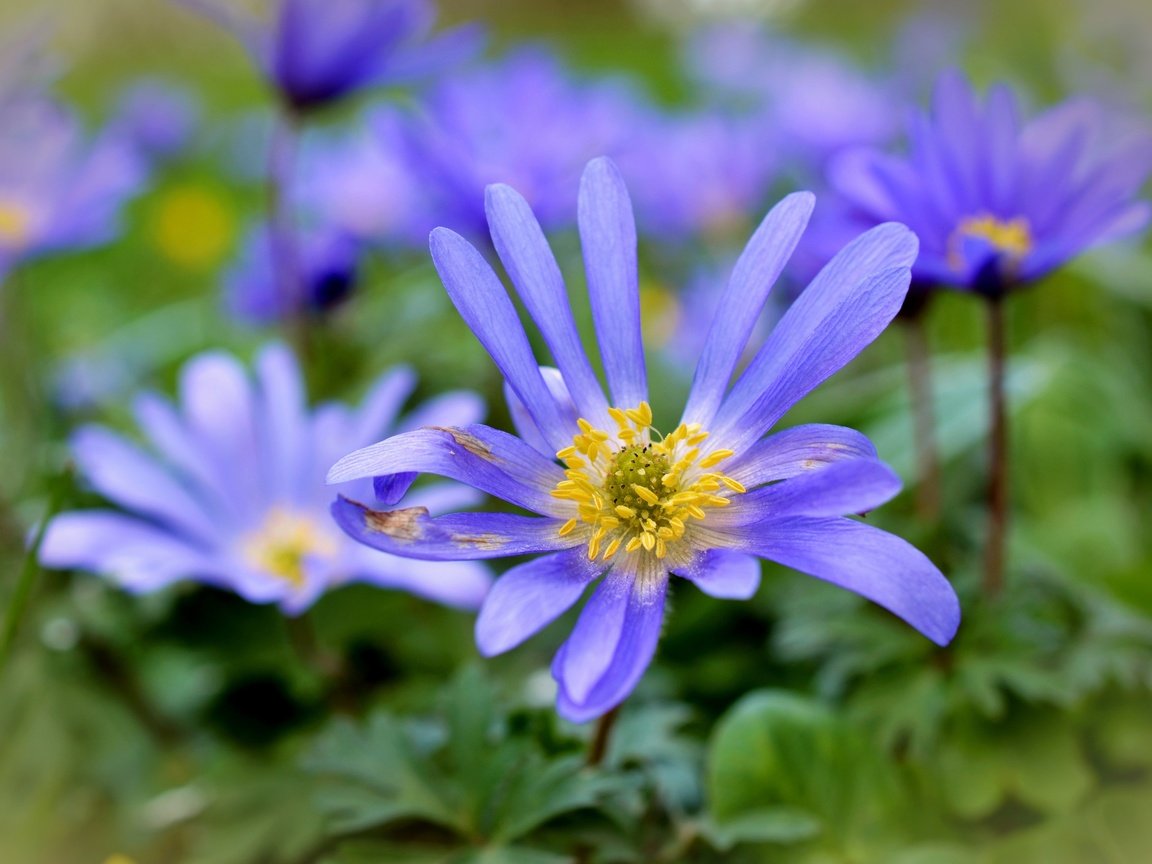 Обои цветы, лепестки, растение, анемоны, flowers, petals, plant, anemones разрешение 4928x3264 Загрузить