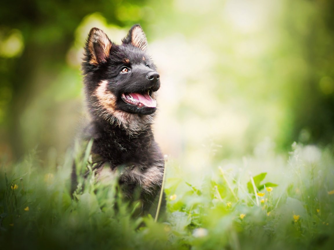 Обои цветы, зелень, взгляд, собака, щенок, немецкая овчарка, flowers, greens, look, dog, puppy, german shepherd разрешение 2924x1949 Загрузить