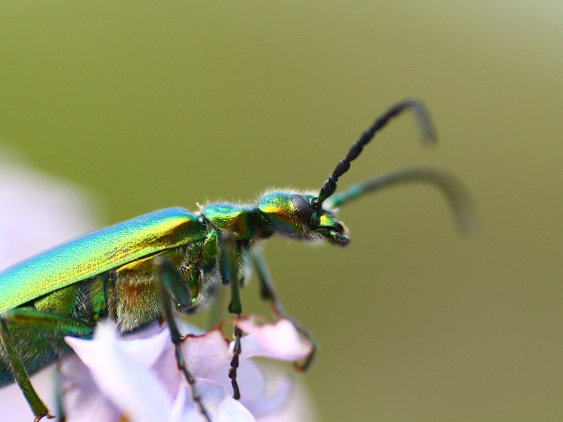 Обои жук, насекомое, фон, усики, beetle, insect, background, antennae разрешение 1920x1280 Загрузить