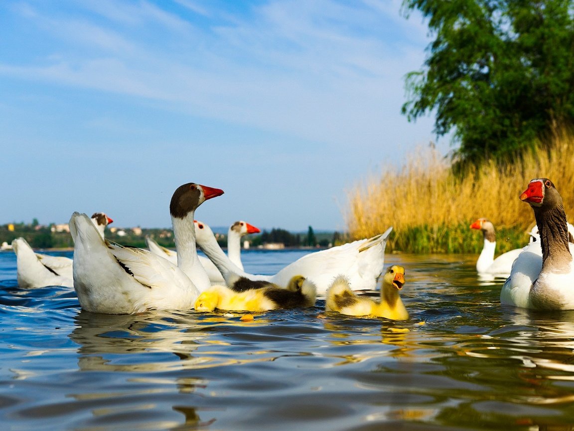 Обои вода, голубое небо, водоем, гусята, птицы, пруд, утята, утки, гусь, птенцы, гуси, geese, water, blue sky, pond, the goslings, birds, ducklings, duck, goose, chicks разрешение 2048x1152 Загрузить