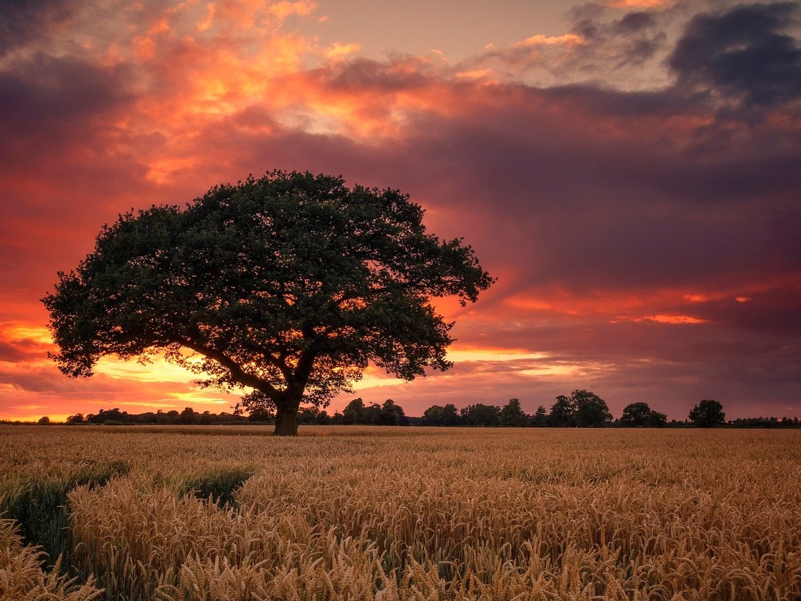 Обои небо, дерево, закат, поле, англия, дербишир, the sky, tree, sunset, field, england, derbyshire разрешение 2048x1277 Загрузить