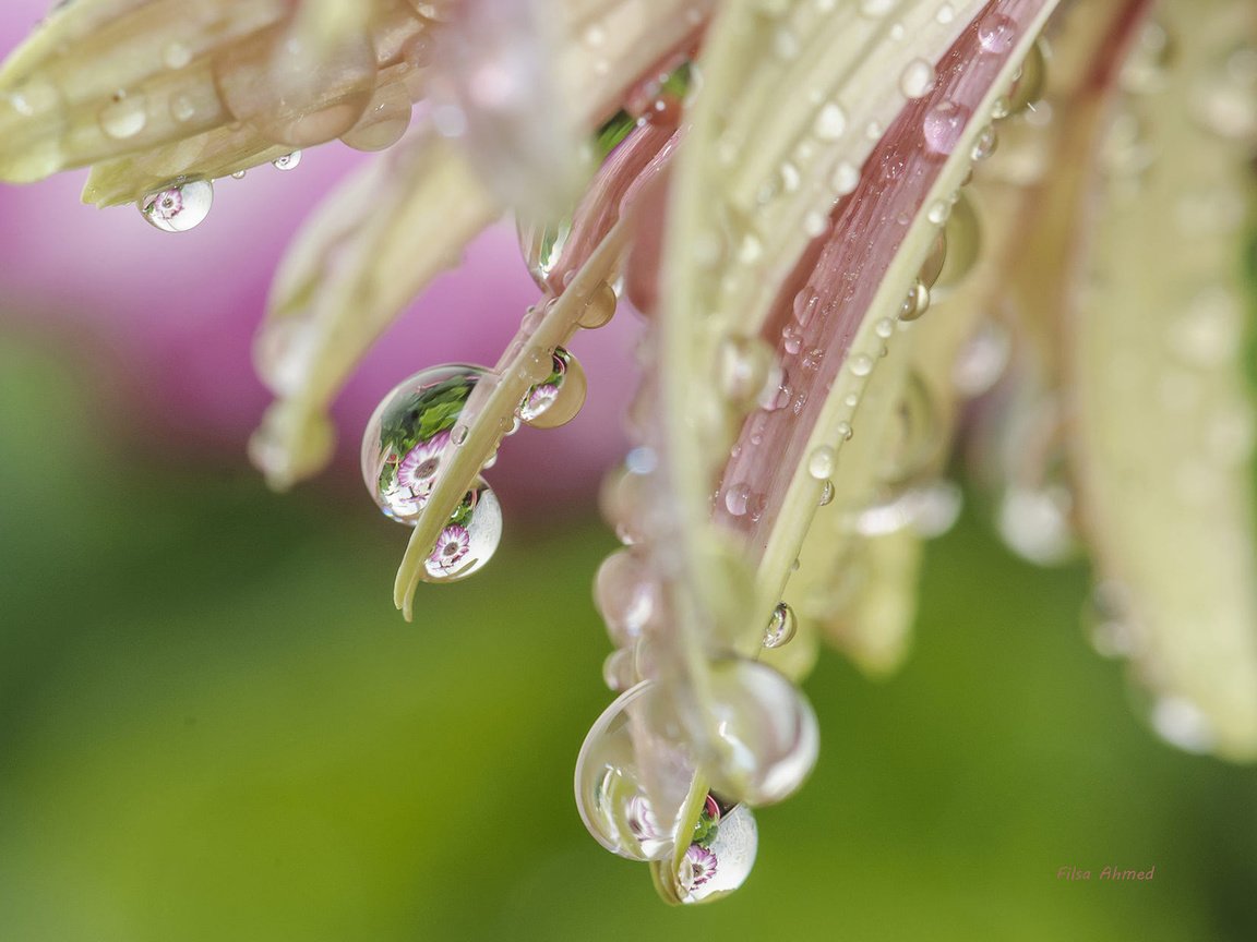 Обои макро, цветок, капли, лепестки, macro, flower, drops, petals разрешение 1920x1200 Загрузить