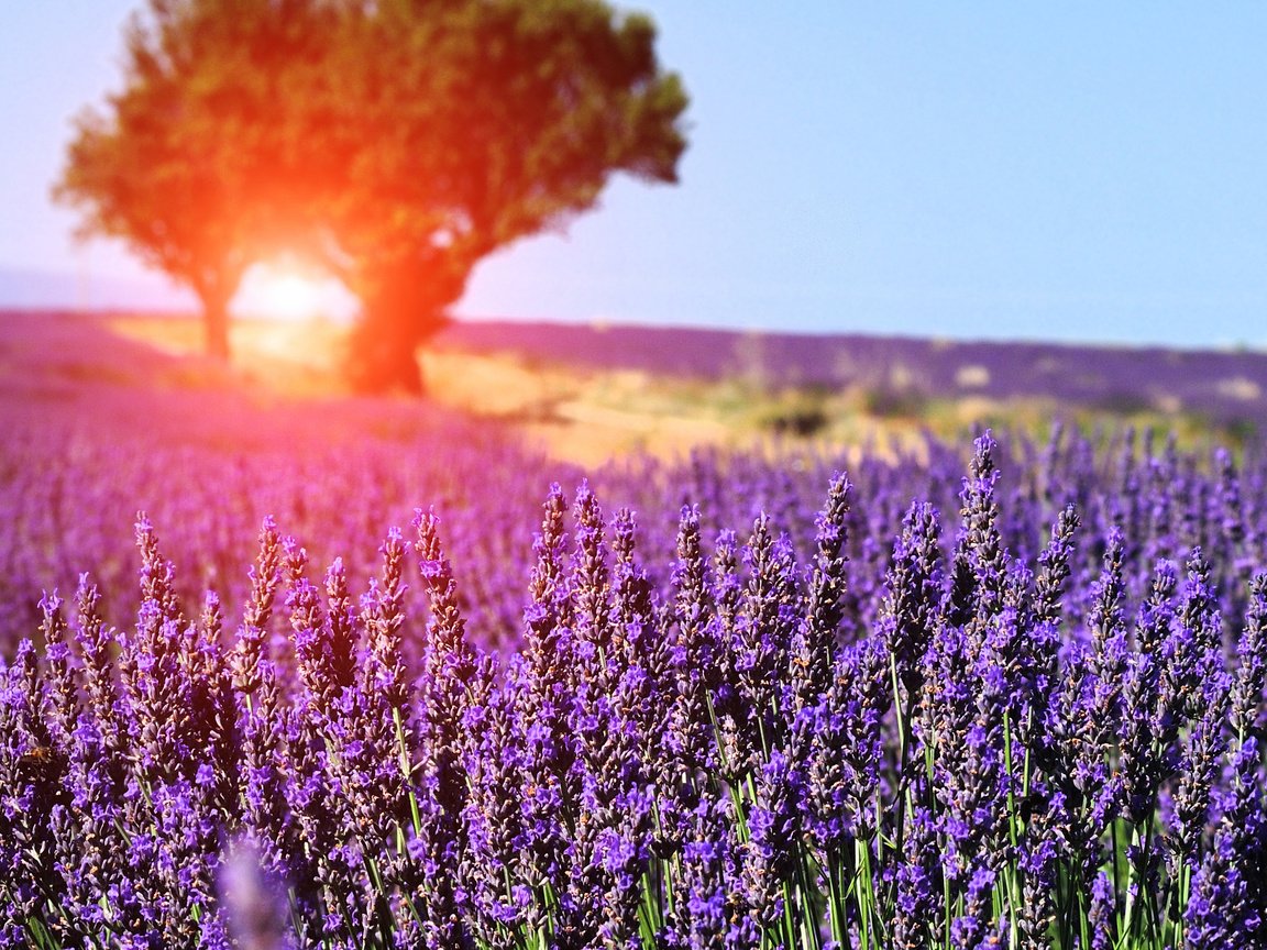 Обои небо, цветы, деревья, солнце, природа, дерево, поле, лаванда, the sky, flowers, trees, the sun, nature, tree, field, lavender разрешение 2880x1800 Загрузить