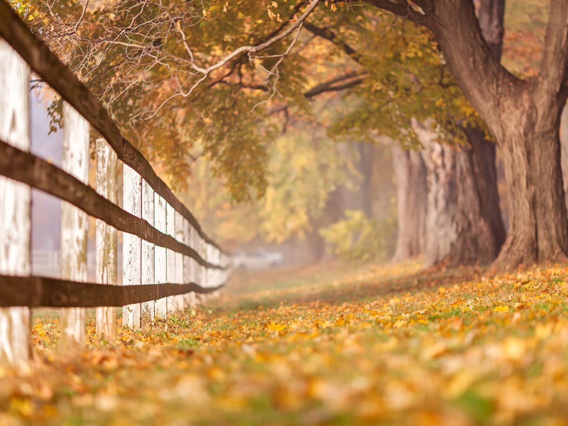 Обои деревья, листья, ветки, стволы, осень, забор, trees, leaves, branches, trunks, autumn, the fence разрешение 2048x1365 Загрузить