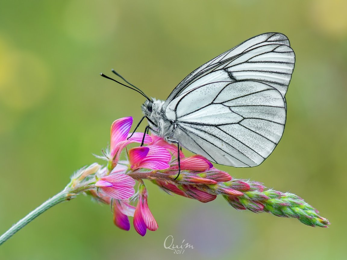 Обои цветы, макро, насекомое, цветок, бабочка, крылья, боярышница, flowers, macro, insect, flower, butterfly, wings, the aporia crataegi разрешение 2048x1365 Загрузить