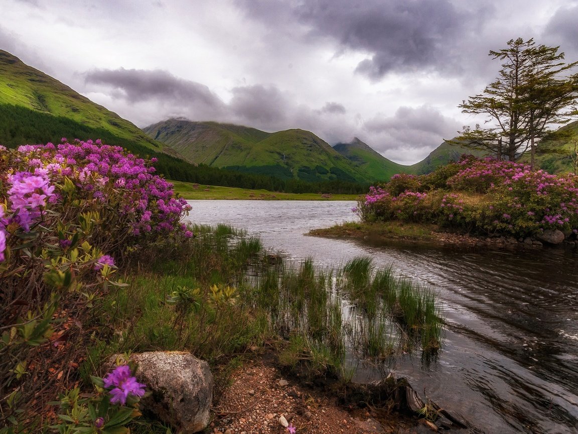 Обои цветы, деревья, озеро, горы, природа, скала, остров, шотландия, flowers, trees, lake, mountains, nature, rock, island, scotland разрешение 2048x1152 Загрузить