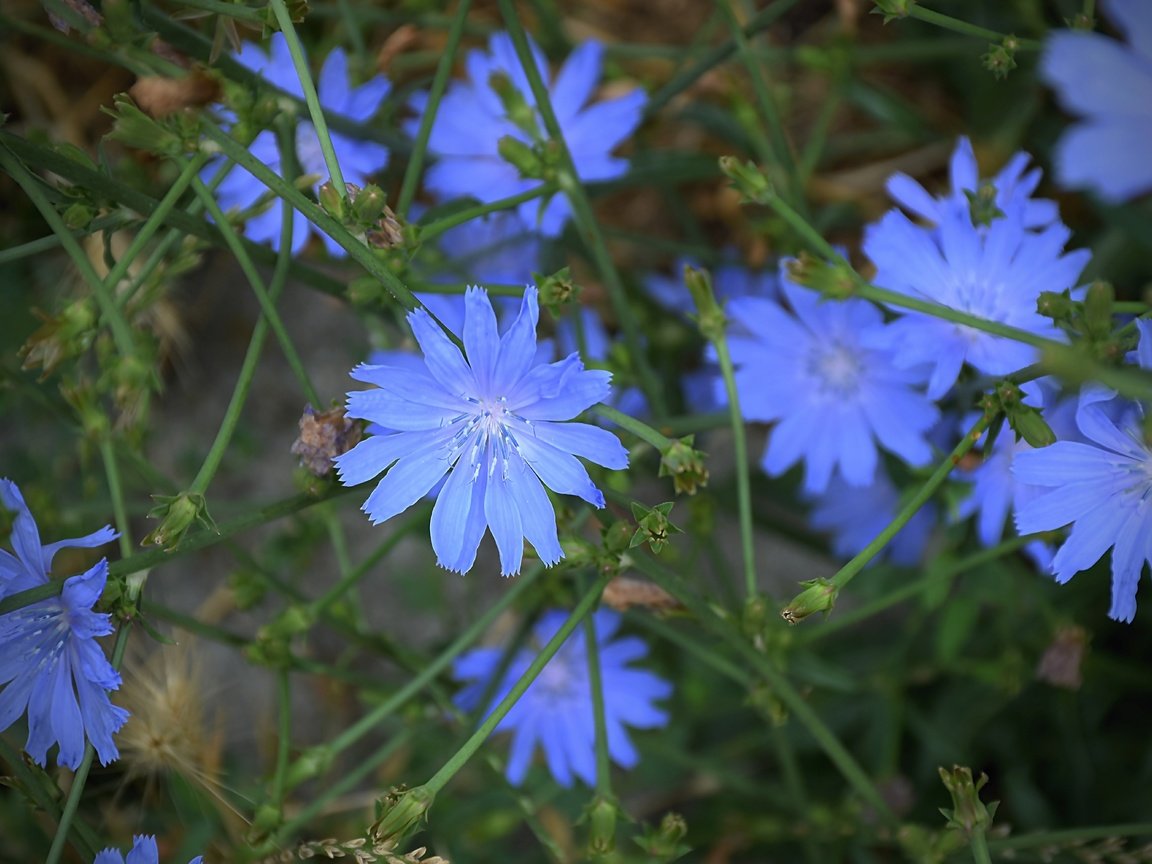 Обои цветы, листья, лепестки, цикорий, цикорий обыкновенный, flowers, leaves, petals, chicory, chicory common разрешение 6000x4000 Загрузить