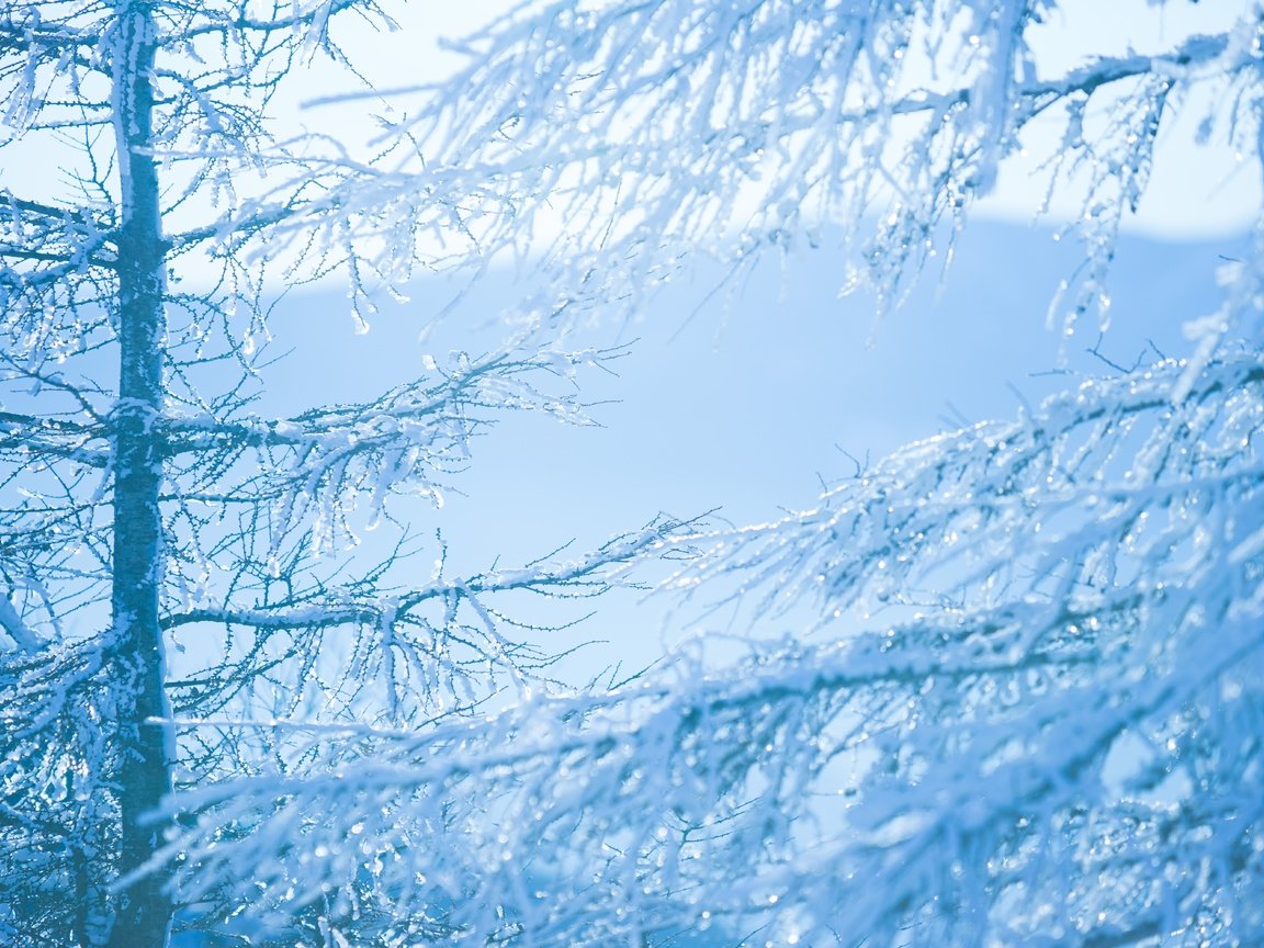 Обои деревья, снег, зима, ветки, trees, snow, winter, branches разрешение 6000x4000 Загрузить