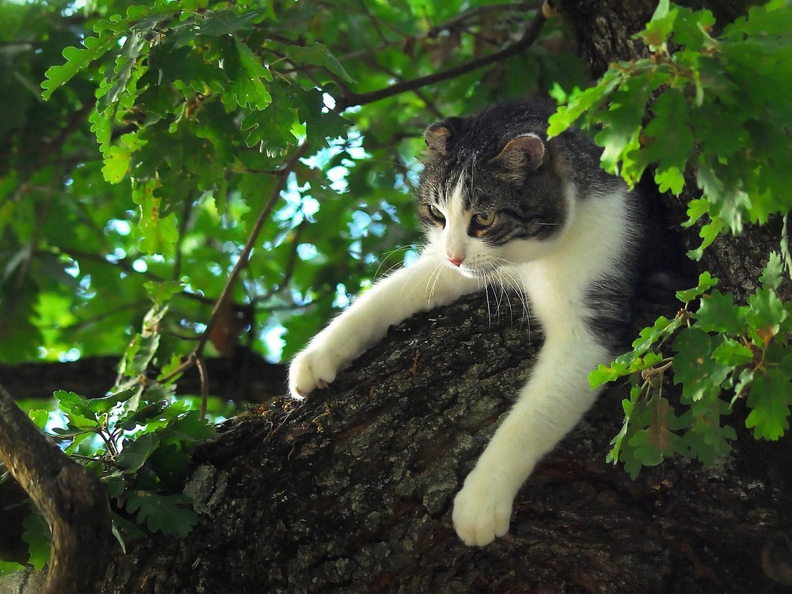 Обои дерево, листья, кот, мордочка, усы, кошка, взгляд, лапки, tree, leaves, cat, muzzle, mustache, look, legs разрешение 2560x1600 Загрузить