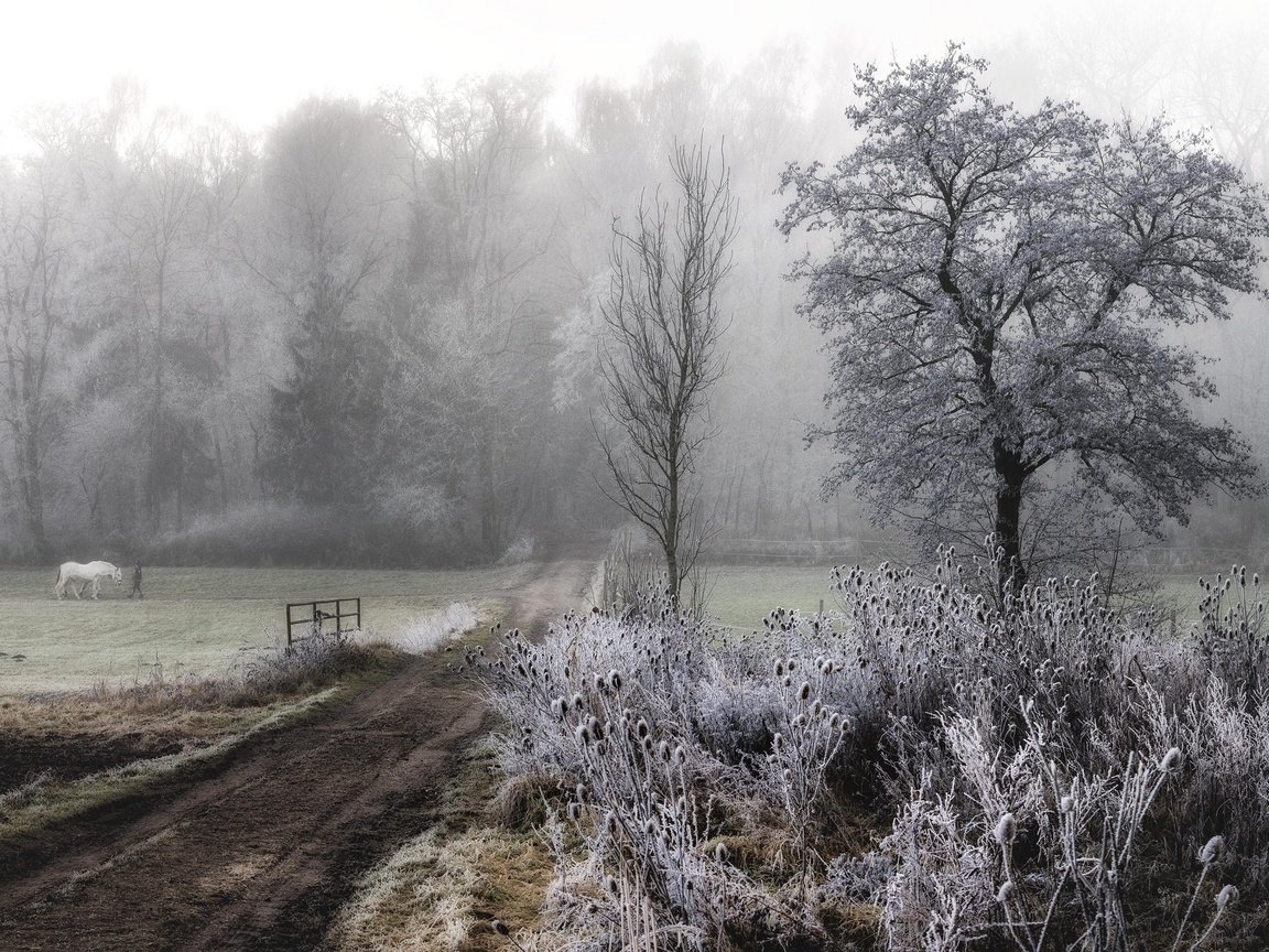 Обои дорога, лошадь, деревья, растения, туман, иней, road, horse, trees, plants, fog, frost разрешение 2048x1367 Загрузить