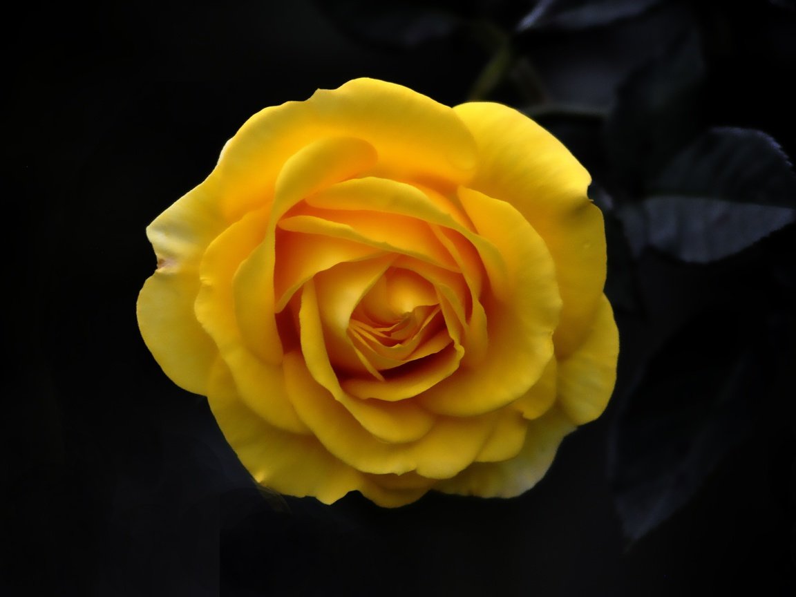 Обои фон, цветок, роза, лепестки, бутон, черный фон, жёлтая, background, flower, rose, petals, bud, black background, yellow разрешение 4184x2784 Загрузить