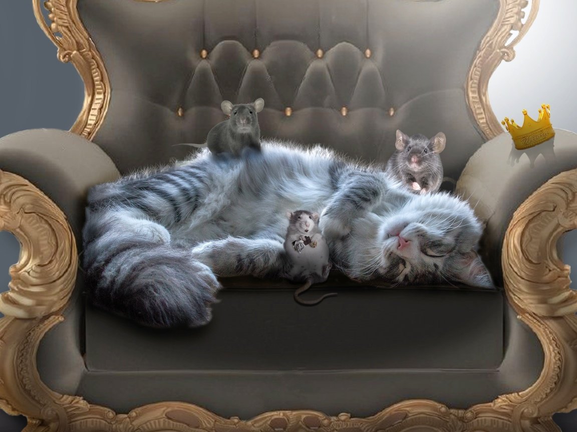 Обои кот, мордочка, усы, кошка, кресло, мышки, крысы, cat, muzzle, mustache, chair, mouse, rats разрешение 2700x2160 Загрузить