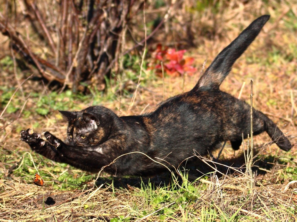 Обои кот, кошка, бабочка, прыжок, охота, cat, butterfly, jump, hunting разрешение 2560x1706 Загрузить