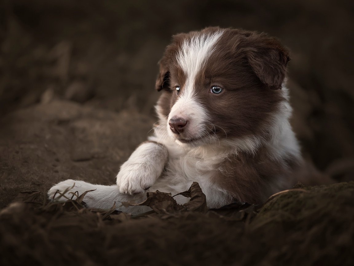 Обои листья, собака, щенок, животное, пес, бордер-колли, claudio piccoli, leaves, dog, puppy, animal, the border collie разрешение 2048x1365 Загрузить