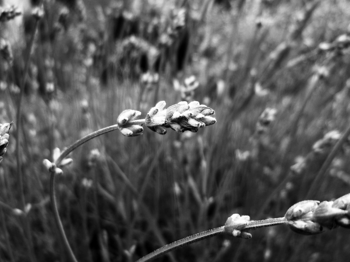 Обои природа, растения, макро, чёрно-белое, размытость, колоски, nature, plants, macro, black and white, blur, spikelets разрешение 2447x1634 Загрузить