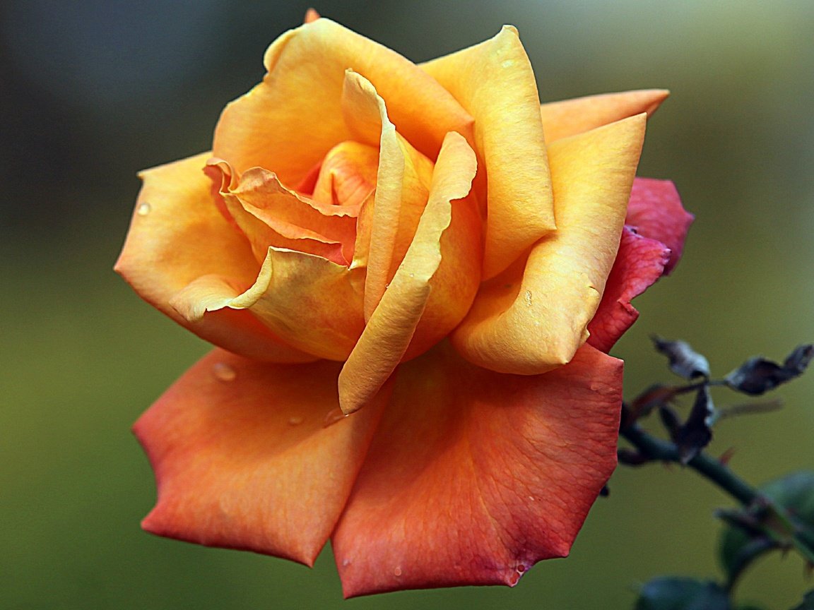 Обои макро, цветок, роса, капли, роза, лепестки, бутон, macro, flower, rosa, drops, rose, petals, bud разрешение 2048x1412 Загрузить