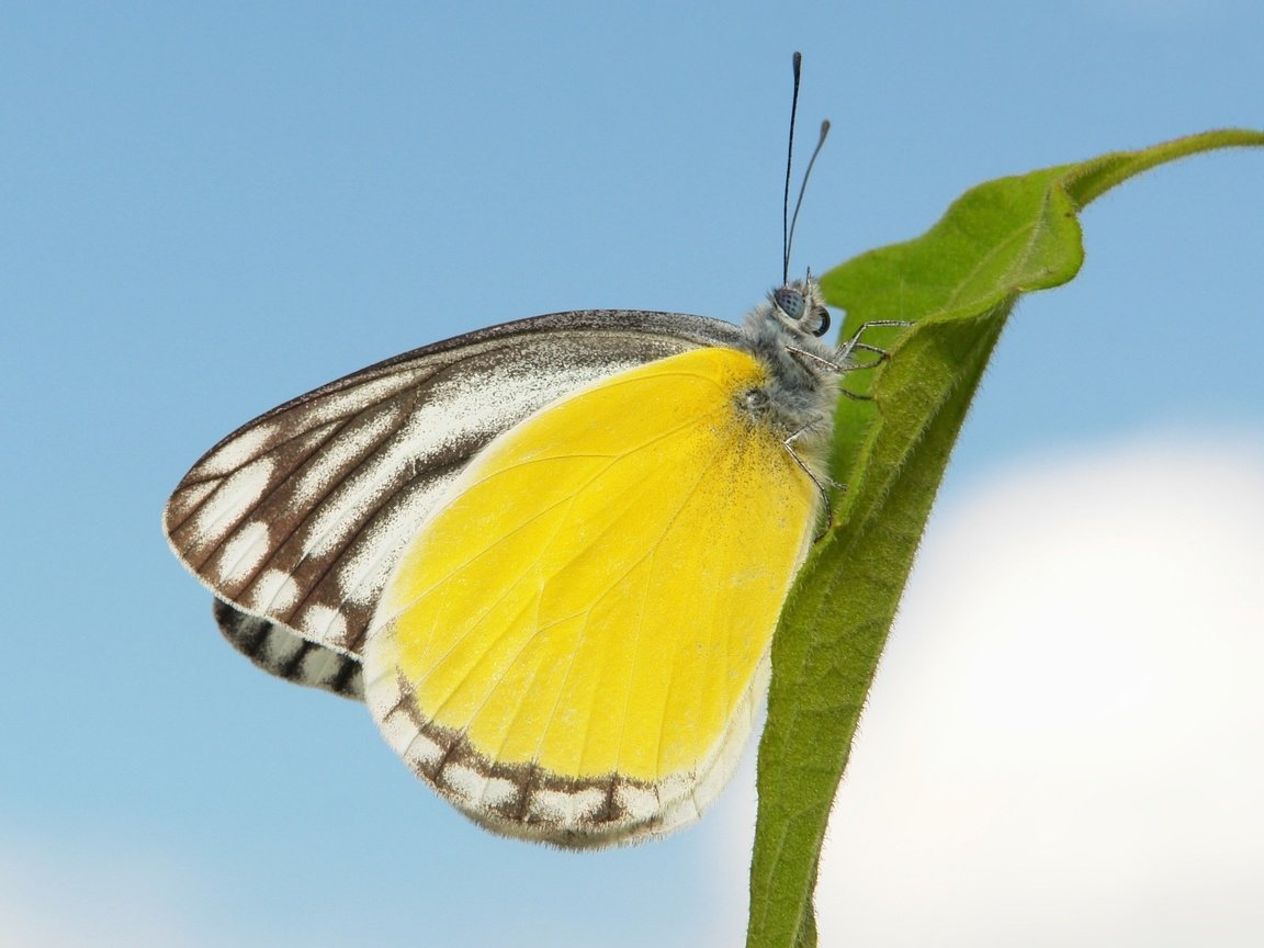 Обои небо, макро, бабочка, the sky, macro, butterfly разрешение 1927x1545 Загрузить