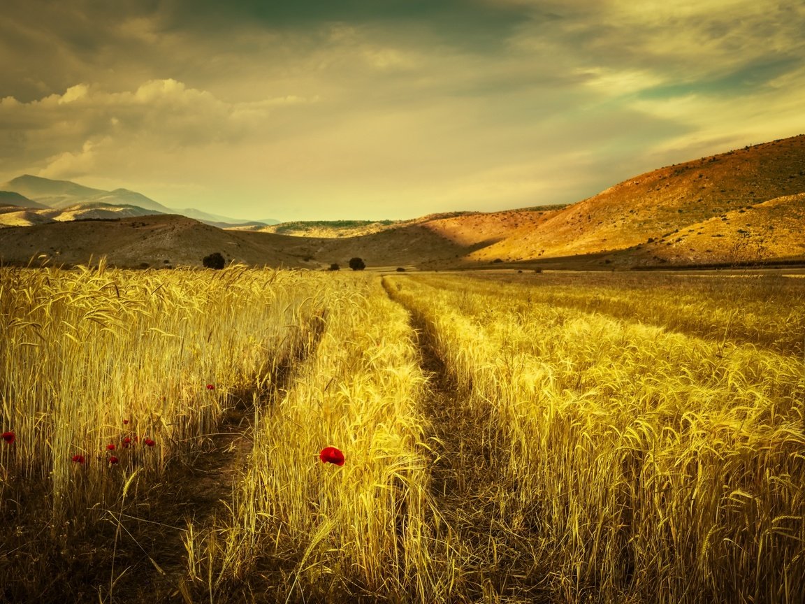 Обои небо, облака, горы, поле, лето, маки, колосья, the sky, clouds, mountains, field, summer, maki, ears разрешение 2560x1707 Загрузить