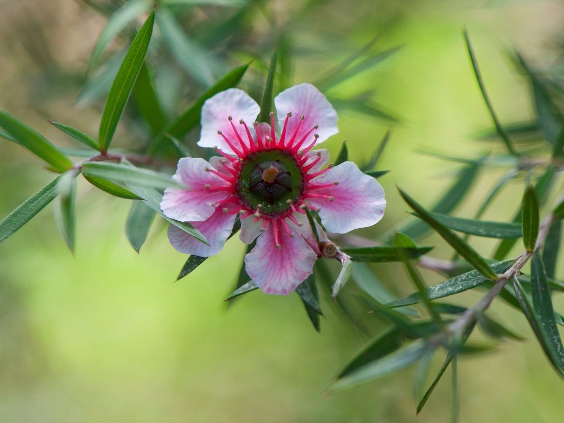 Обои природа, листья, цветок, лепестки, лептоспермум, nature, leaves, flower, petals, leptospermum разрешение 4288x2717 Загрузить